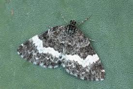 Attēlu rezultāti vaicājumam “Spargania luctuata”