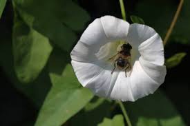 Attēlu rezultāti vaicājumam “Calystegia inflata flower”