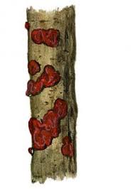 Attēlu rezultāti vaicājumam “Cytidia salicina”