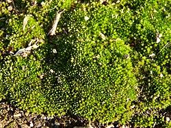 Attēlu rezultāti vaicājumam “Bryales”