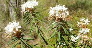 Attēlu rezultāti vaicājumam “Ledum palustre flower”