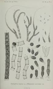 Attēlu rezultāti vaicājumam “Chaetophora pisiformis”