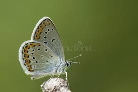 Attēlu rezultāti vaicājumam “Plebejus argyrognomon”