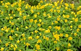 Attēlu rezultāti vaicājumam “Anemone ranunculoides leaf”