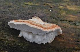 Attēlu rezultāti vaicājumam “Postia leucomallella”