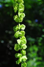 Attēlu rezultāti vaicājumam “Pterocarya fraxinifolia”