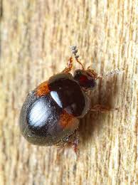 Attēlu rezultāti vaicājumam “Anisotoma humeralis”