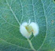 Attēlu rezultāti vaicājumam “Euura pedunculi”