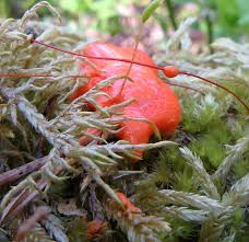 Attēlu rezultāti vaicājumam “Lycogala irregulare macro”