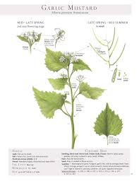 Attēlu rezultāti vaicājumam “Alliaria petiolata leaf”