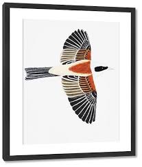 Attēlu rezultāti vaicājumam “Remiz pendulinus adult”