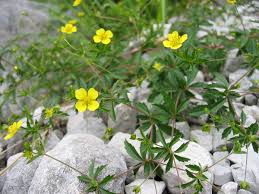 Attēlu rezultāti vaicājumam “Potentilla erecta”