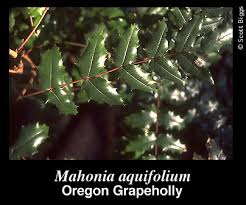 Attēlu rezultāti vaicājumam “Mahonia aquifolium leaf”