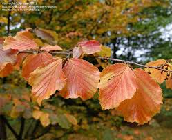 Attēlu rezultāti vaicājumam “Hamamelis japonica”