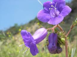 Image result for Phacelia