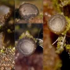 Attēlu rezultāti vaicājumam “Mollisia amenticola”