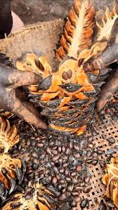 Attēlu rezultāti vaicājumam “Rubus plicatus fruit”