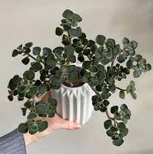 Image result for Aichryson