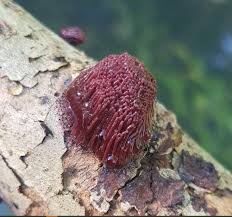 Attēlu rezultāti vaicājumam “Amaurochaete atra spores”