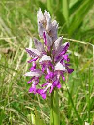 Attēlu rezultāti vaicājumam “Orchis militaris flower”
