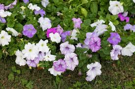 Image result for Petunia hybrida