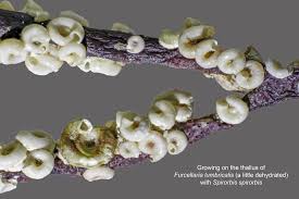 Attēlu rezultāti vaicājumam “Furcellaria lumbricalis”