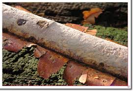 Attēlu rezultāti vaicājumam “Vuilleminia comedens”