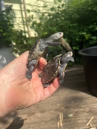 Image result for Malaclemys terrapin