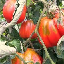 Afbeeldingsresultaat voor CDB tomato