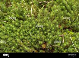 Attēlu rezultāti vaicājumam “Sphagnum balticum”