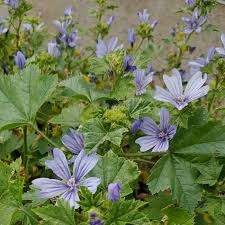 Image result for Malve