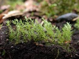 Attēlu rezultāti vaicājumam “Pohlia proligera”