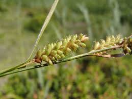 Attēlu rezultāti vaicājumam “Carex pallescens”