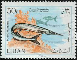 Attēlu rezultāti vaicājumam “Belone belone”