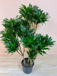 Attēlu rezultāti vaicājumam “Conardia compacta”