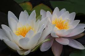 Attēlu rezultāti vaicājumam “Nymphaea candida”