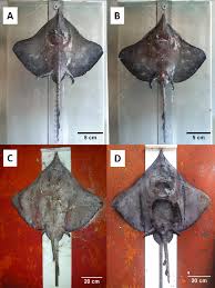 Image result for Dipturus batis