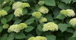Attēlu rezultāti vaicājumam “Hydrangea arborescens”