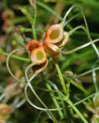 Attēlu rezultāti vaicājumam “Clematis fruit”