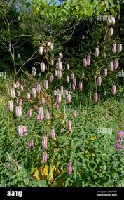 Attēlu rezultāti vaicājumam “Lilium martagon bud”