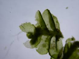 Attēlu rezultāti vaicājumam “Odontoschisma denudatum”