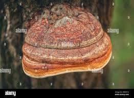 Attēlu rezultāti vaicājumam “Fomitopsis pinicola”