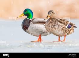 Attēlu rezultāti vaicājumam “Anas platyrhynchos”