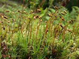 Attēlu rezultāti vaicājumam “Polytrichum formosum”
