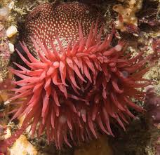 ผลการค้นหารูปภาพสำหรับ strawberry anemone