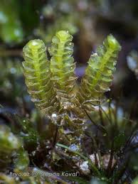 Attēlu rezultāti vaicājumam “Anastrophyllum minutum”