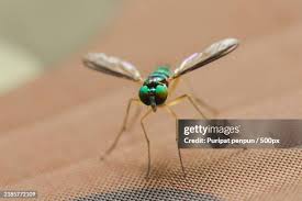 Attēlu rezultāti vaicājumam “Dolichopodidae”