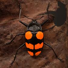 Attēlu rezultāti vaicājumam “Erotylidae”