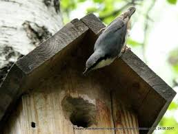 Attēlu rezultāti vaicājumam “Sitta europaea nest”