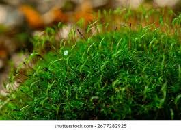 Attēlu rezultāti vaicājumam “Atrichum undulatum”